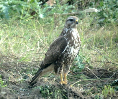 Monitoring and detailed assessment (Flora, Fauna and Habitats) of protected areas