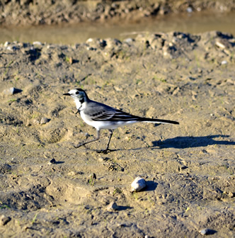 Monitoring and detailed assessment (Flora, Fauna and Habitats) of protected areas