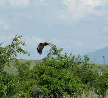 Monitoring and detailed assessment (Flora, Fauna and Habitats) of protected areas