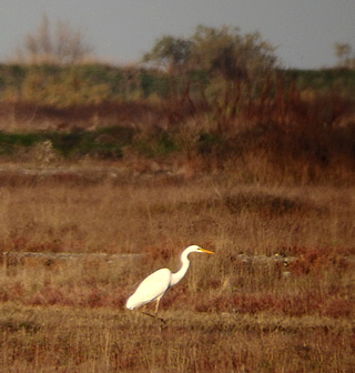 Monitoring and detailed assessment (Flora, Fauna and Habitats) of protected areas