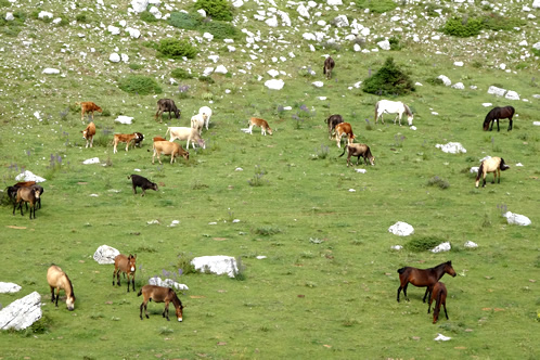 AQUACULTURE & LIVESTOCK ESTABLISHMENTS