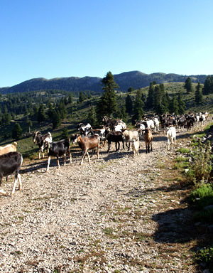 AQUACULTURE & LIVESTOCK ESTABLISHMENTS