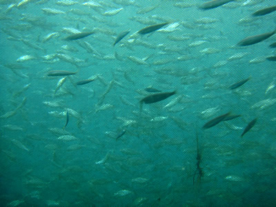 AQUACULTURE STUDIES